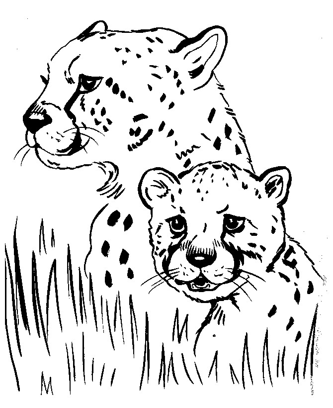 Animals Printable Coloring Pages
 Free Realistic Animal Coloring Pages