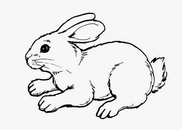 Coloring Pages Of Baby Bunnies
 Cute bunny coloring page