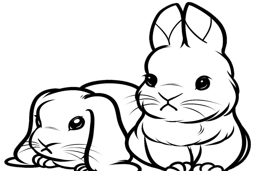 Coloring Pages Of Baby Bunnies
 Cute bunny coloring pages to and print for free