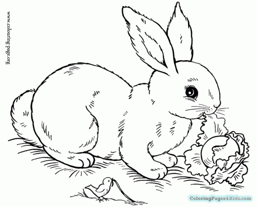 Coloring Pages Of Baby Bunnies
 Cute Baby Bunnies Coloring Pages