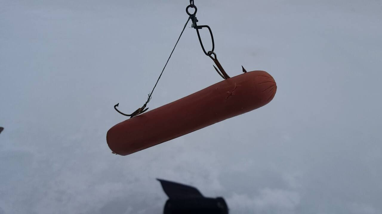 Fishing With Hot Dogs
 how to hook a hotdog