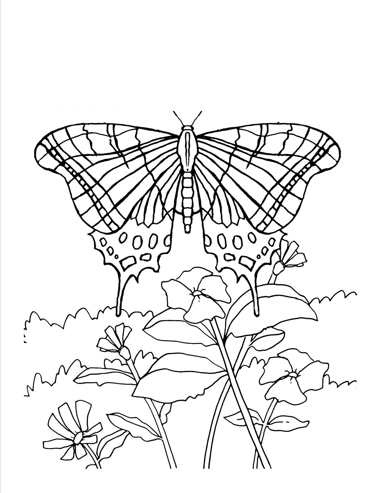 Free Printable Butterfly Coloring Pages Adults
 butterfly coloring pages for adults