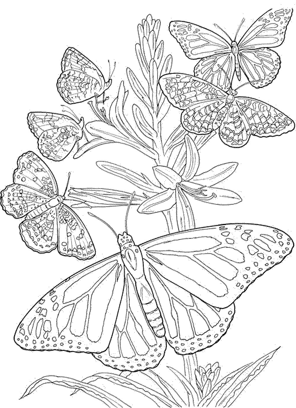 Free Printable Butterfly Coloring Pages Adults
 butterfly coloring pages for adults free printable