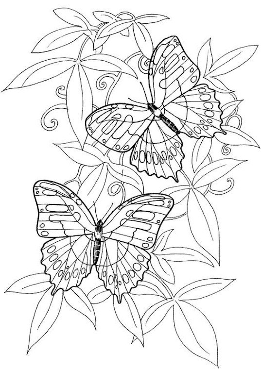 Free Printable Butterfly Coloring Pages Adults
 Butterfly Coloring Page