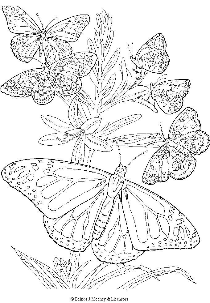 Free Printable Butterfly Coloring Pages Adults
 free printable adult Butterfly Coloring Page