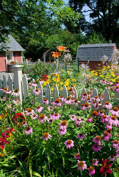 Outdoor Landscape Flowers
 Perennial flower garden in sunny summer backyard