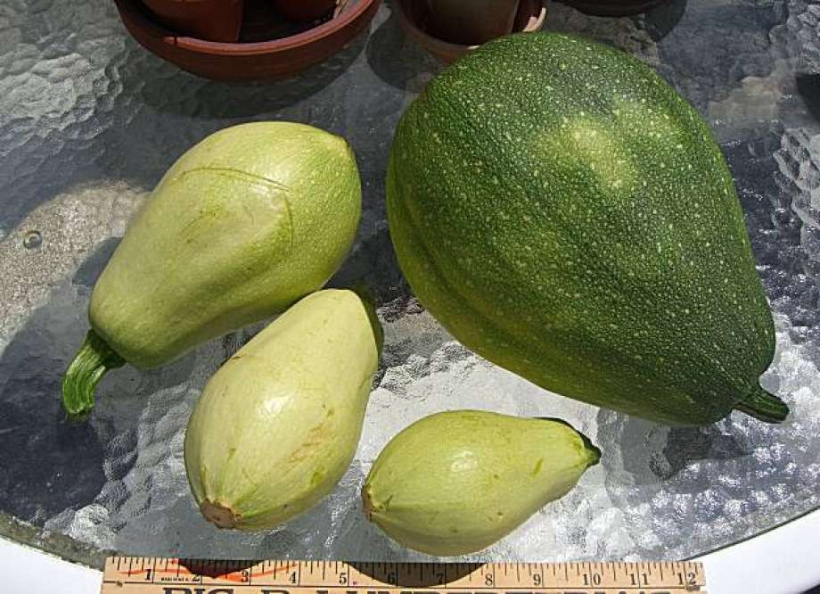 Types Of Summer Squash
 Kutas are edible whether young or more mature SFGate
