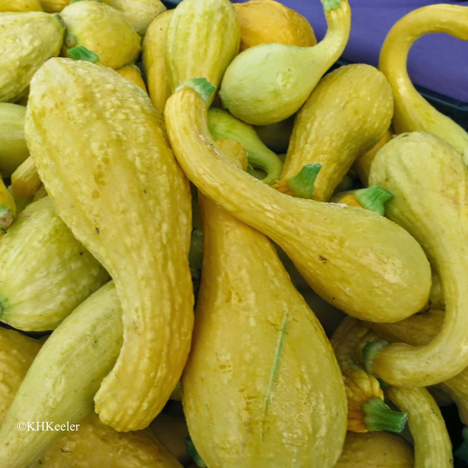 Types Of Summer Squash
 A Wandering Botanist Plant Story American Squashes