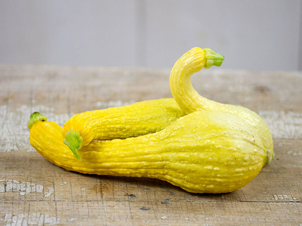 Types Of Summer Squash
 Crookneck Early Golden Summer Squash