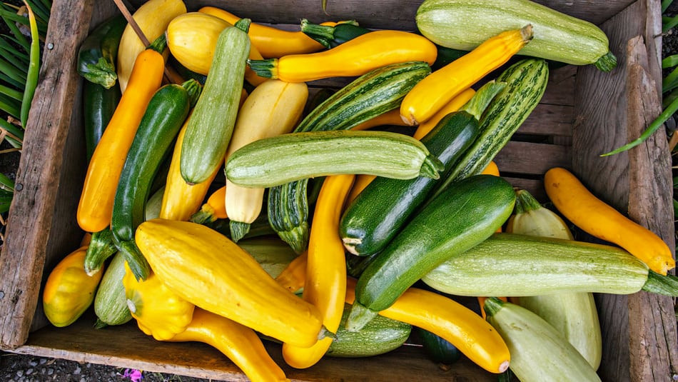 Types Of Summer Squash
 The Ultimate Guide on Summer Squash at the Farmer s Market