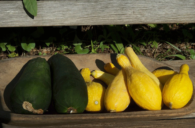 Types Of Summer Squash
 Homegrown Summer and Winter Squash