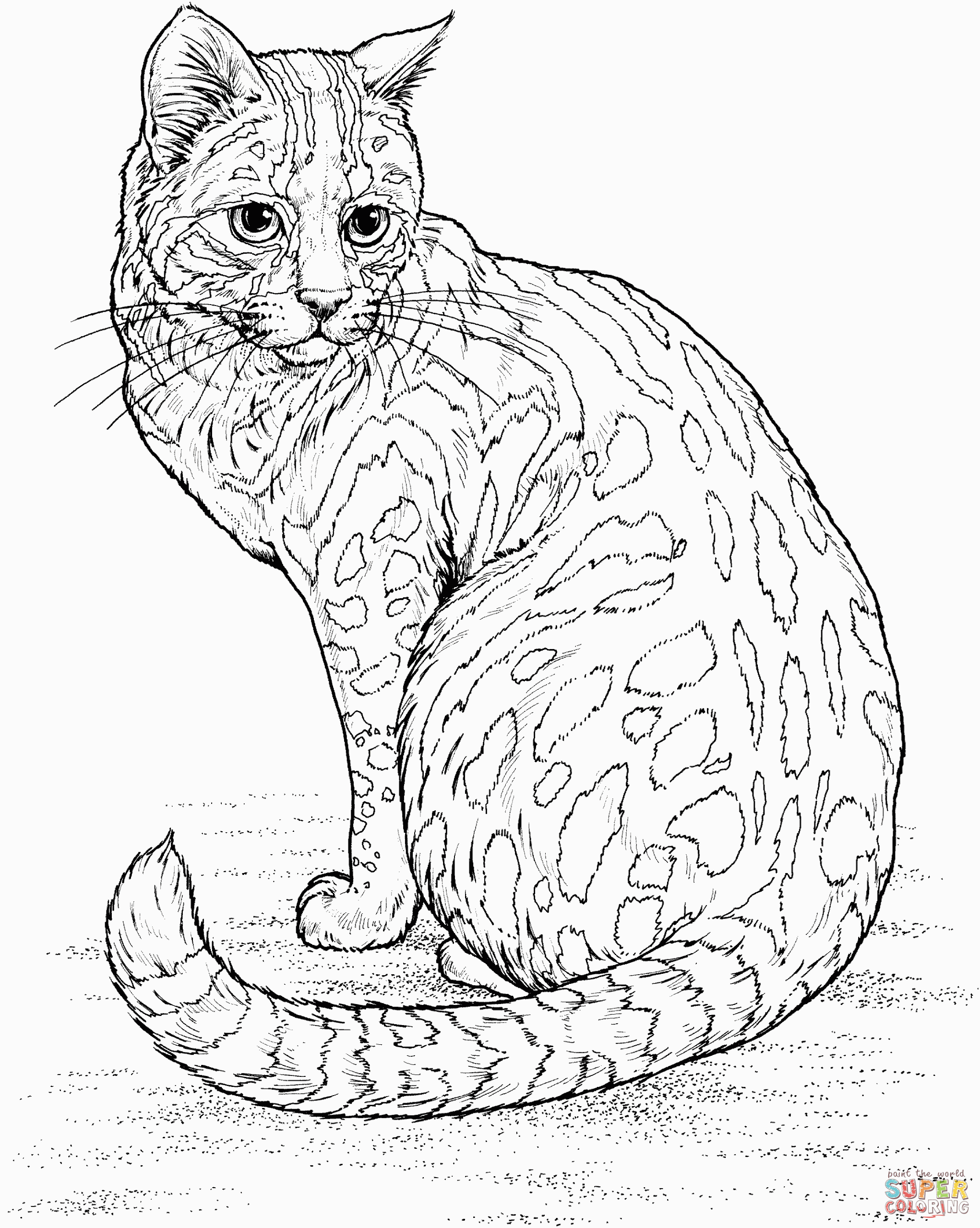 Adult Cat Coloring Pages
 Leopard Cat coloring page