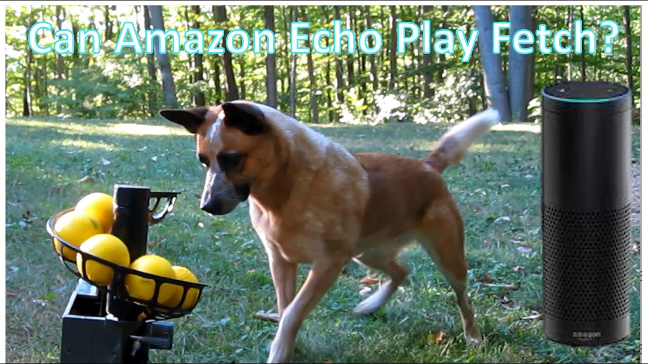Automatic Dog Ball Launcher DIY
 DIY Automatic Ball Launcher for Dogs Amazon Echo or Cell