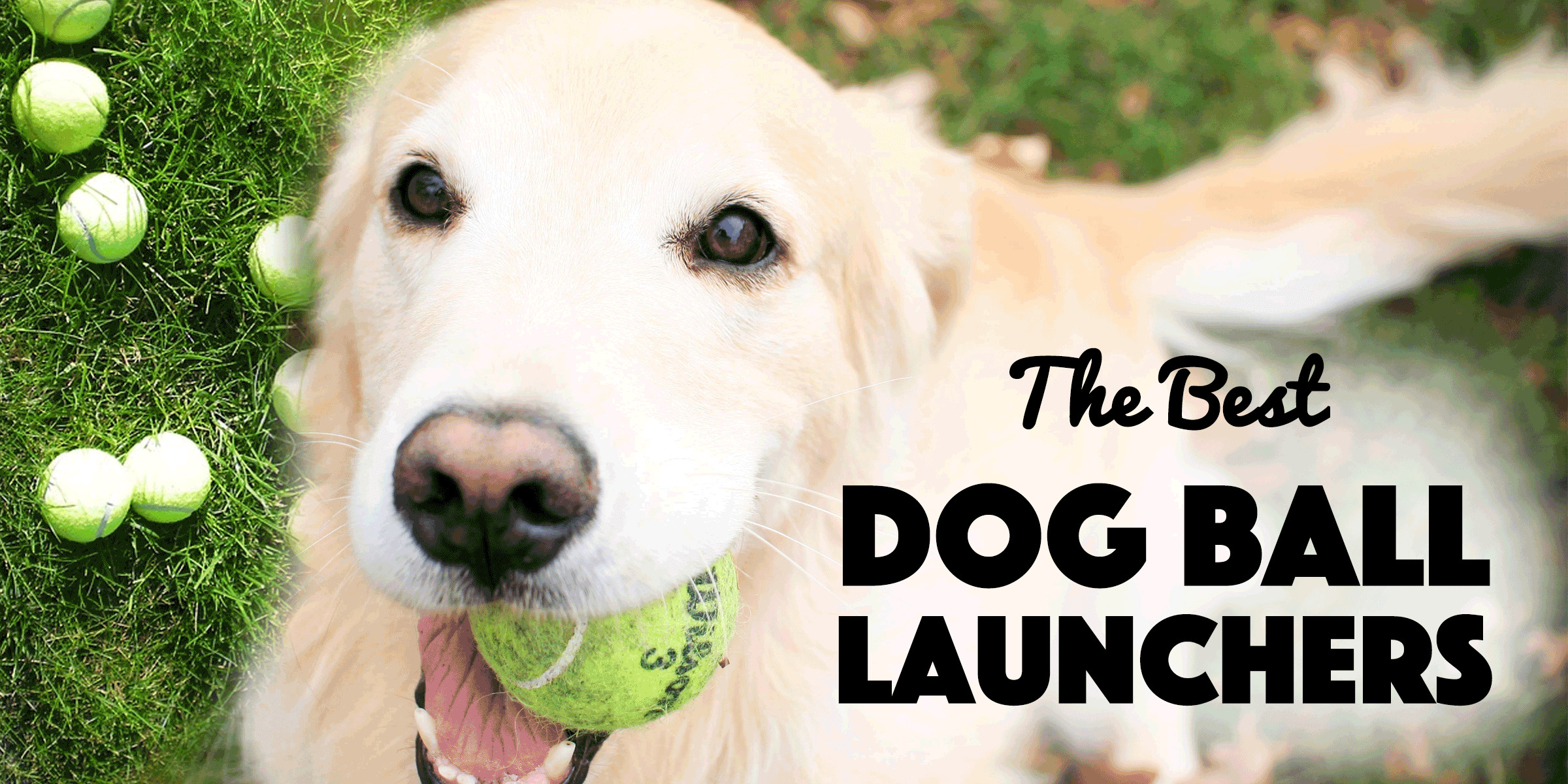 Automatic Dog Ball Launcher DIY
 Diy Dog Toy Launcher – Wow Blog