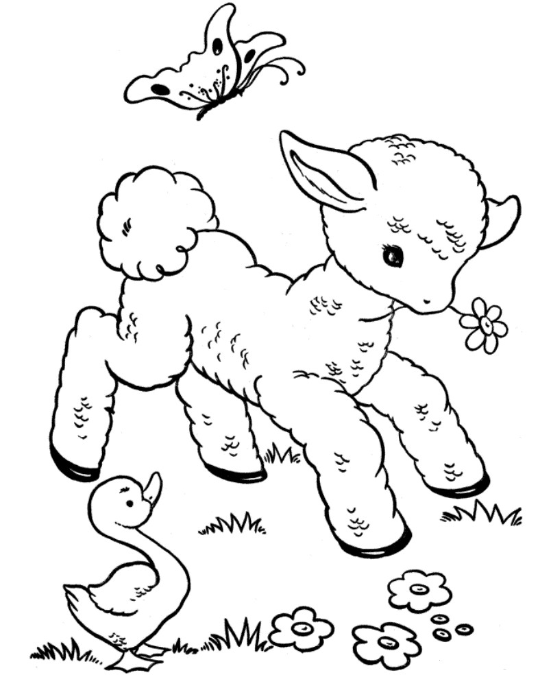 Baby Animal Coloring Pictures
 Kids Corner Veterinary Hospital Wexford wexford vets