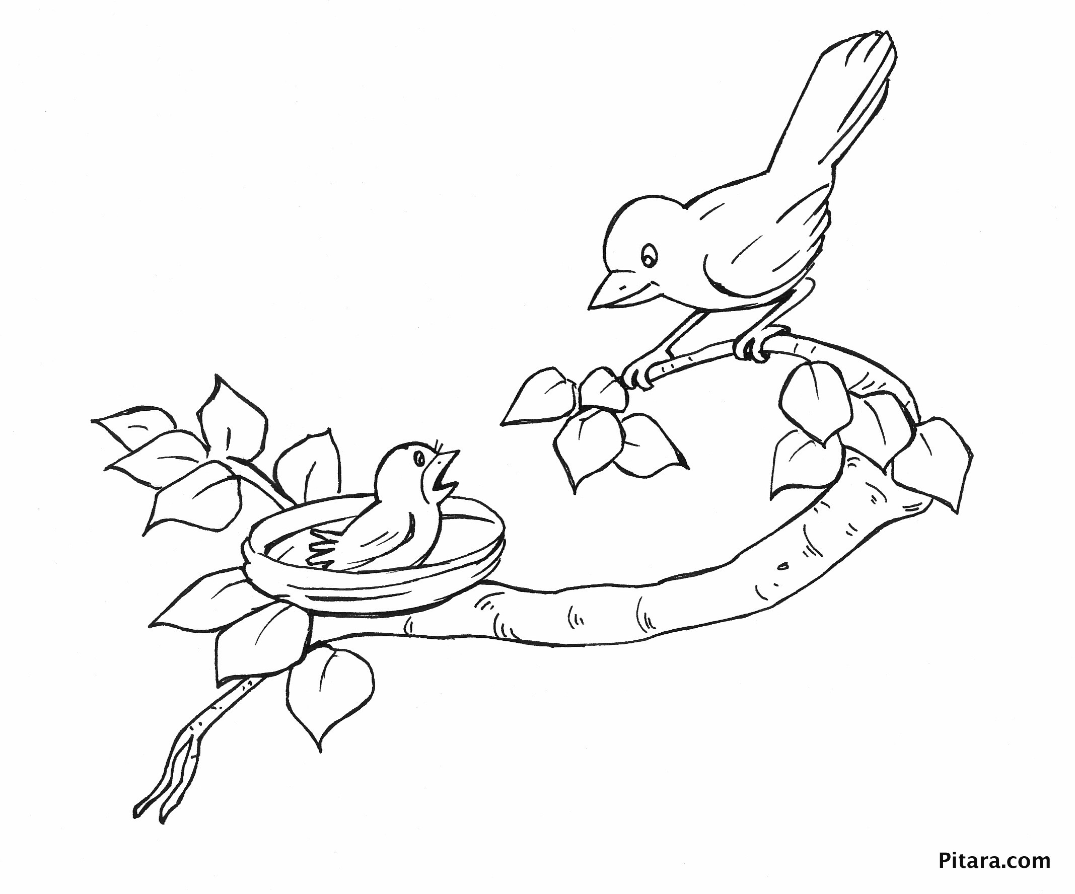 Baby Bird Coloring Pages
 Birds Coloring Pages