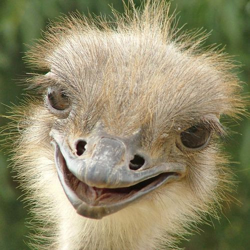 Baby Bird Hair
 Ostrich The Smiling Ostrich