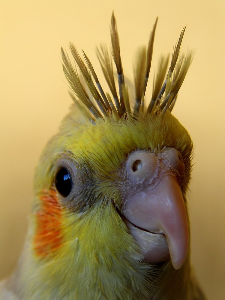 Baby Bird Hair
 "cockatiel portrait spikee " by Loreto Bautista Jr