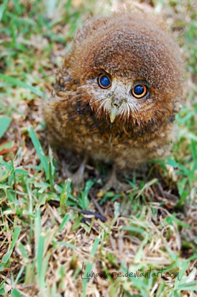 Baby Bird Hair
 Baby Owl Birds Pinterest