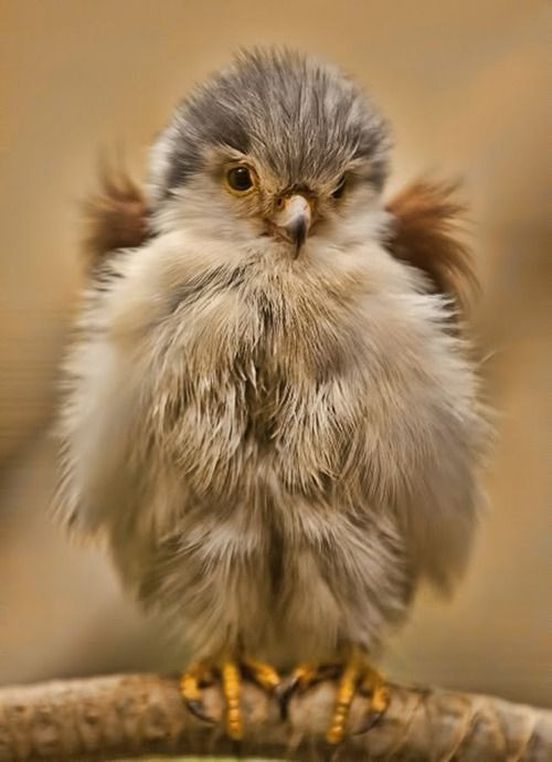 Baby Bird Hair
 The 33 Fluffiest Animals The Planet