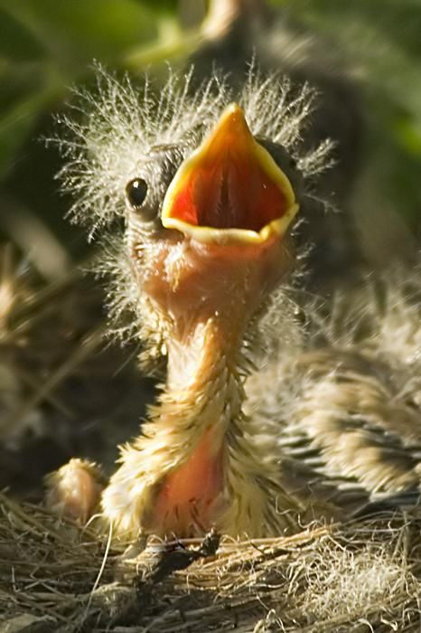 Baby Bird Hair
 17 Best images about Bad Hair Day on Pinterest