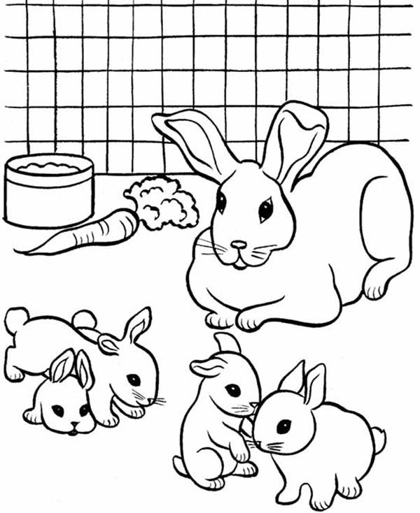 Baby Bunny Coloring Page
 Breeding Pet Rabbit Coloring Page