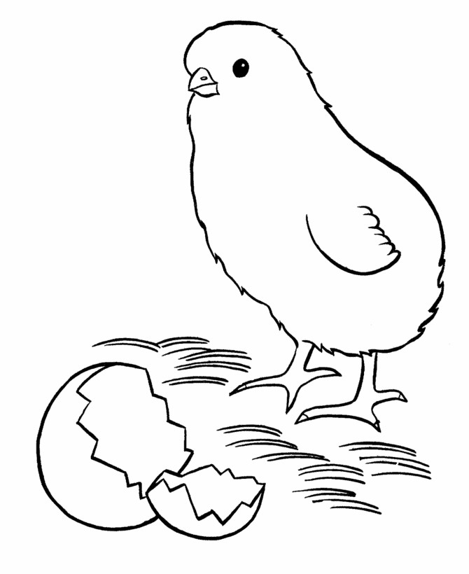 Baby Chicks Coloring Pages
 Easter Chick Coloring Pages New baby chick easter