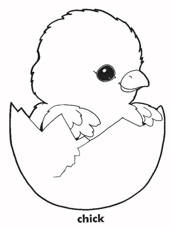 Baby Chicks Coloring Pages
 Baby Chick In His Eggshell Coloring Page Kids Play Color