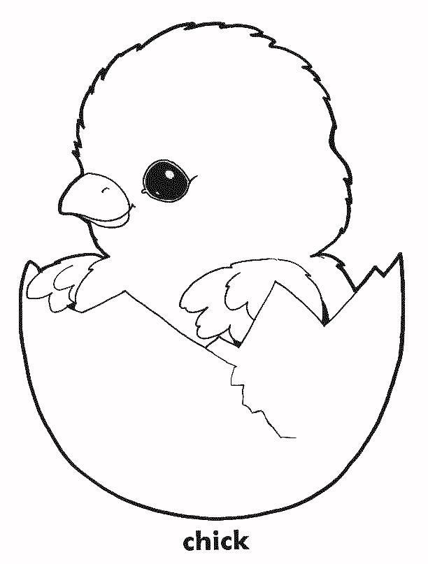Baby Chicks Coloring Pages
 Printable of Baby Chicks