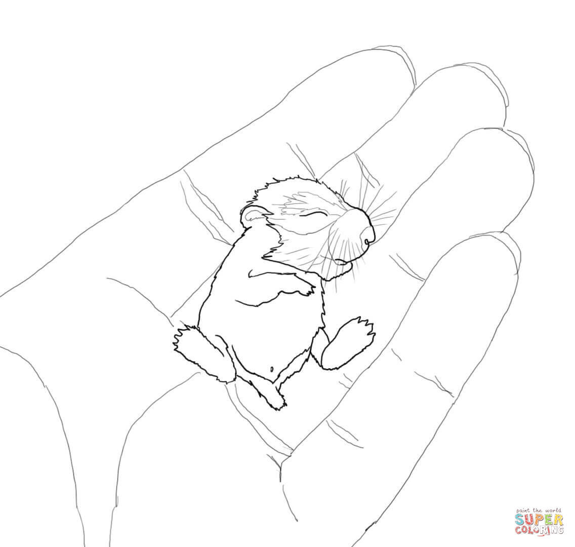 Baby Hamster Coloring Pages
 Baby Hamster in the Palm coloring page