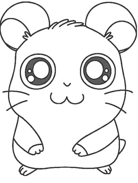 Baby Hamster Coloring Pages
 1000 images about My passion Hamster on Pinterest
