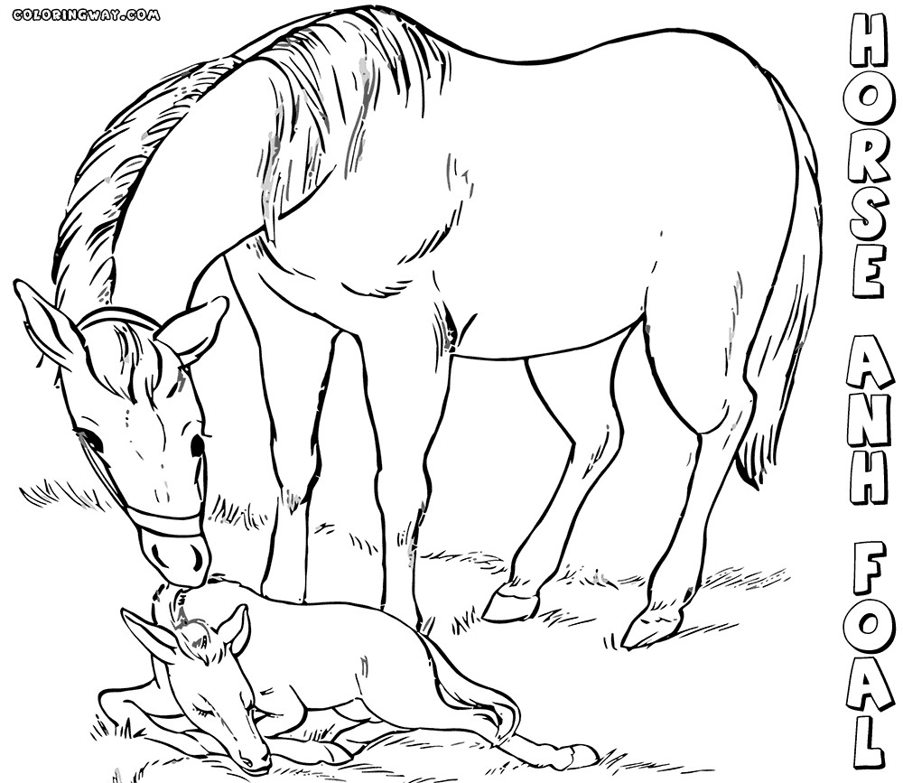 Baby Horse Coloring Page
 Baby horse coloring pages
