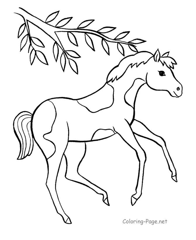 Baby Horse Coloring Page
 Race Horse Coloring Pages Coloring Home