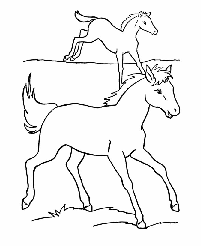 Baby Horse Coloring Page
 Baby Horse Coloring Pages Coloring Home