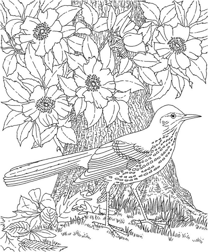 Bird Coloring Book For Adults
 Art Therapy coloring page summer Bird 4