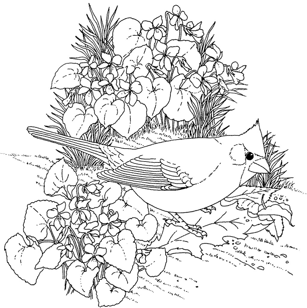 Bird Coloring Book For Adults
 Hard Bird Coloring Pages for Adults Enjoy Coloring