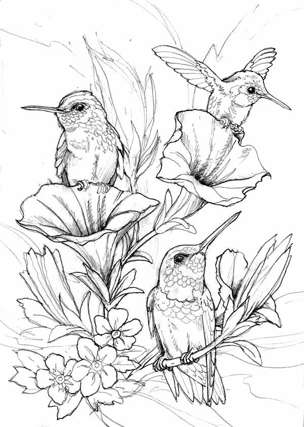 Bird Coloring Book For Adults
 Hung birds coloring page