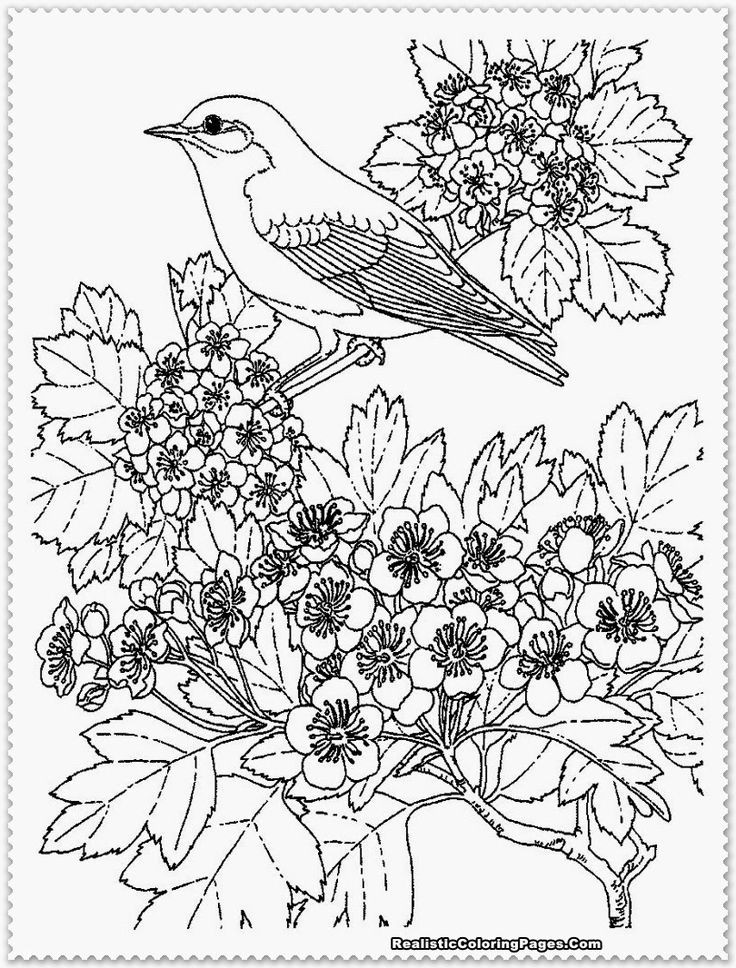 Bird Coloring Book For Adults
 This is not just printable coloring pages for girls only