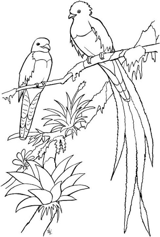 Bird Coloring Book For Adults
 We Create Best Plan Free landscaping designs vans coupons