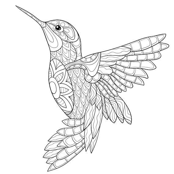 Bird Coloring Book For Adults
 Adult coloring page an humming bird