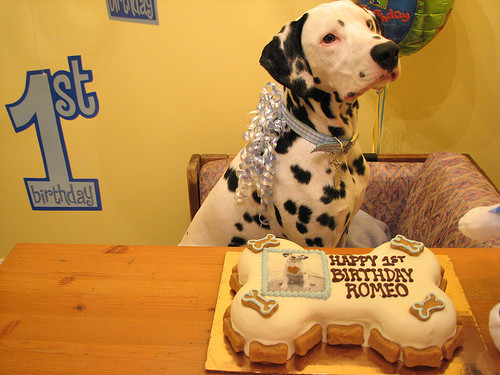 Birthday Gifts For Dogs
 Ideas For Celebrating Your Dog s Birthday Great Ideas to