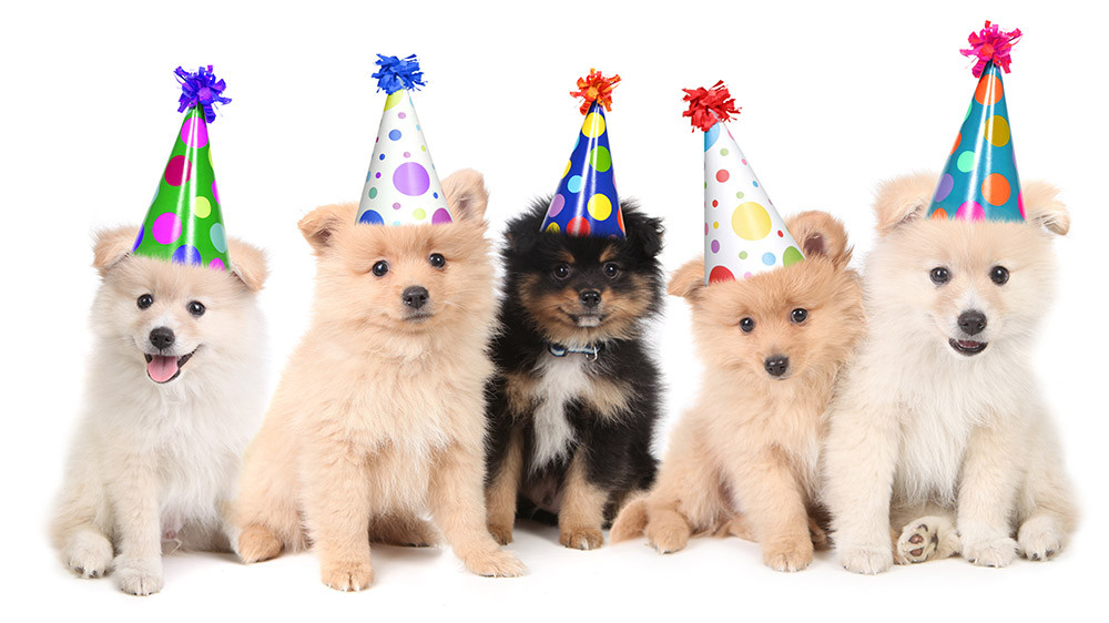 Birthday Gifts For Dogs
 Adorable Birthday Gifts for Dogs