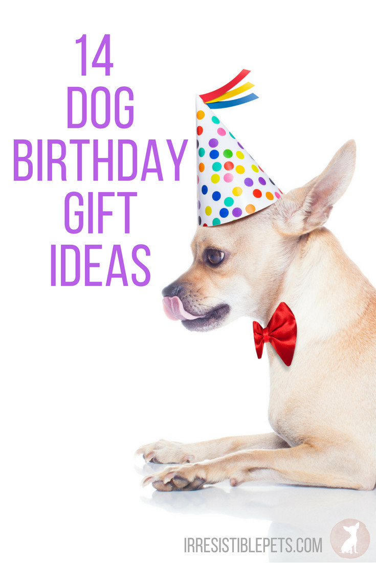 Birthday Gifts For Dogs
 14 Dog Birthday Gift Ideas Irresistible Pets