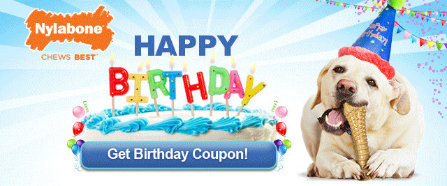 Birthday Gifts For Dogs
 5 Birthday Gift Ideas For Your Dog