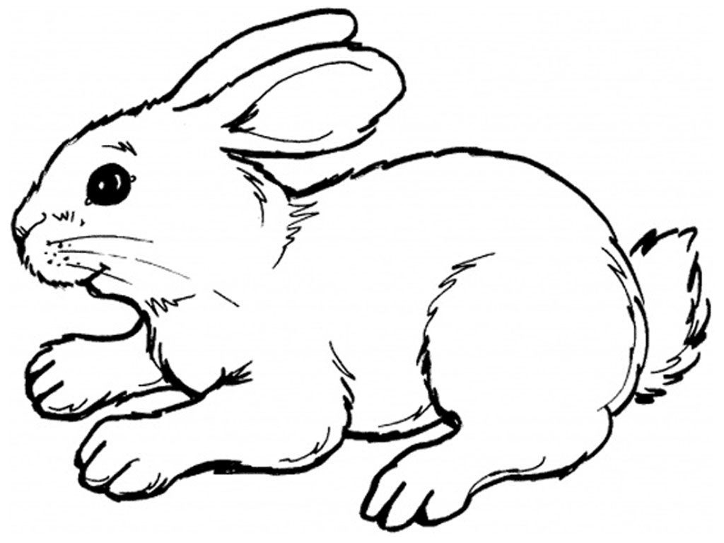 Bunny Coloring Pages Printable
 Bunny Coloring Pages Best Coloring Pages For Kids