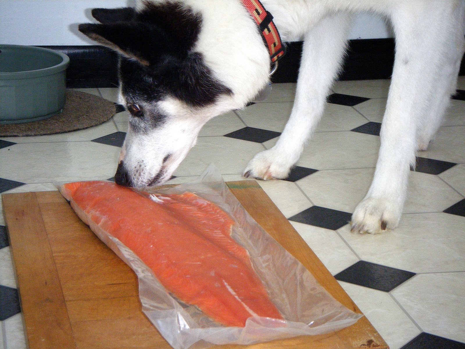 Can Dogs Eat Smoked Salmon
 Can Dogs Eat Salmon Fish How Can I Serve Salmon To My Dog