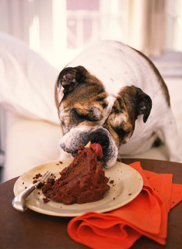Can Dogs Eat Smoked Salmon
 Best and worst foods for dogs this festive season