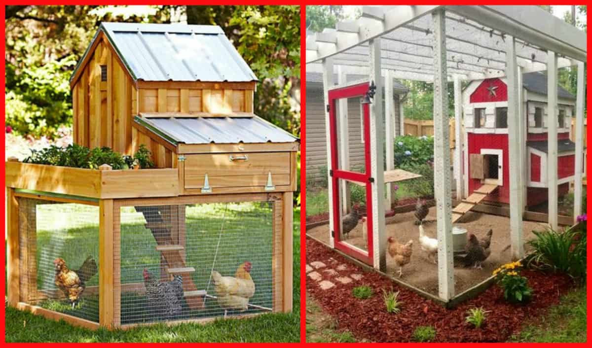 Chicken Coop DIY Plans
 100’s Free Chicken Coop Plans