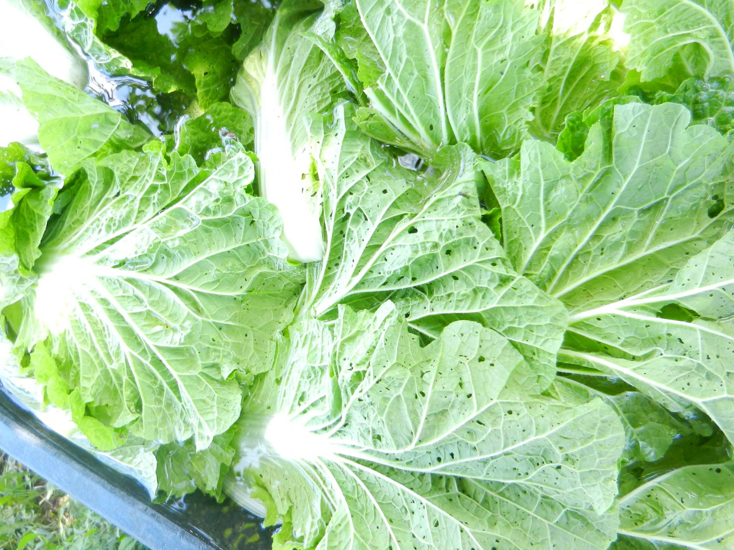 Chinese Cabbage Recipe
 Chinese Cabbage usage recipes enjoy – Swier Family Farm