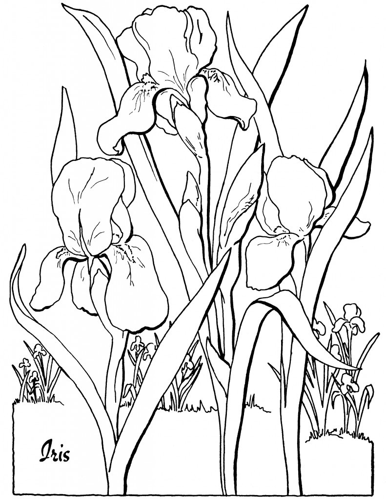 Coloring Pages For Adults Free Printable
 Free Adult Floral Coloring Page The Graphics Fairy